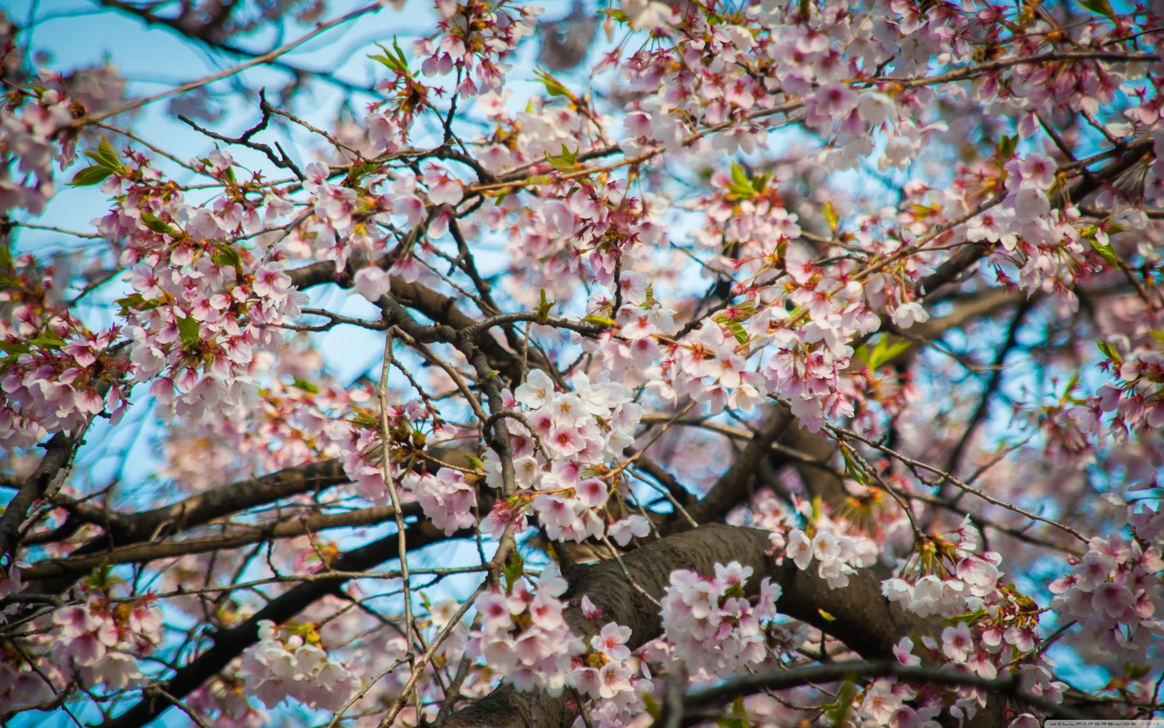 Cherry Blossom Seoul Ultra HD Desktop Background Wallpaper for 4K
