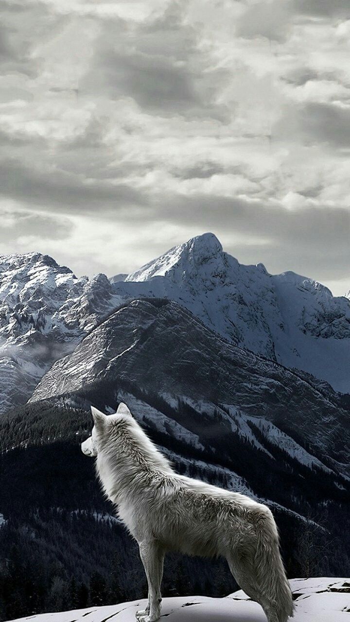 Winter Wolf iPhone Wallpaper Free Winter Wolf iPhone Background