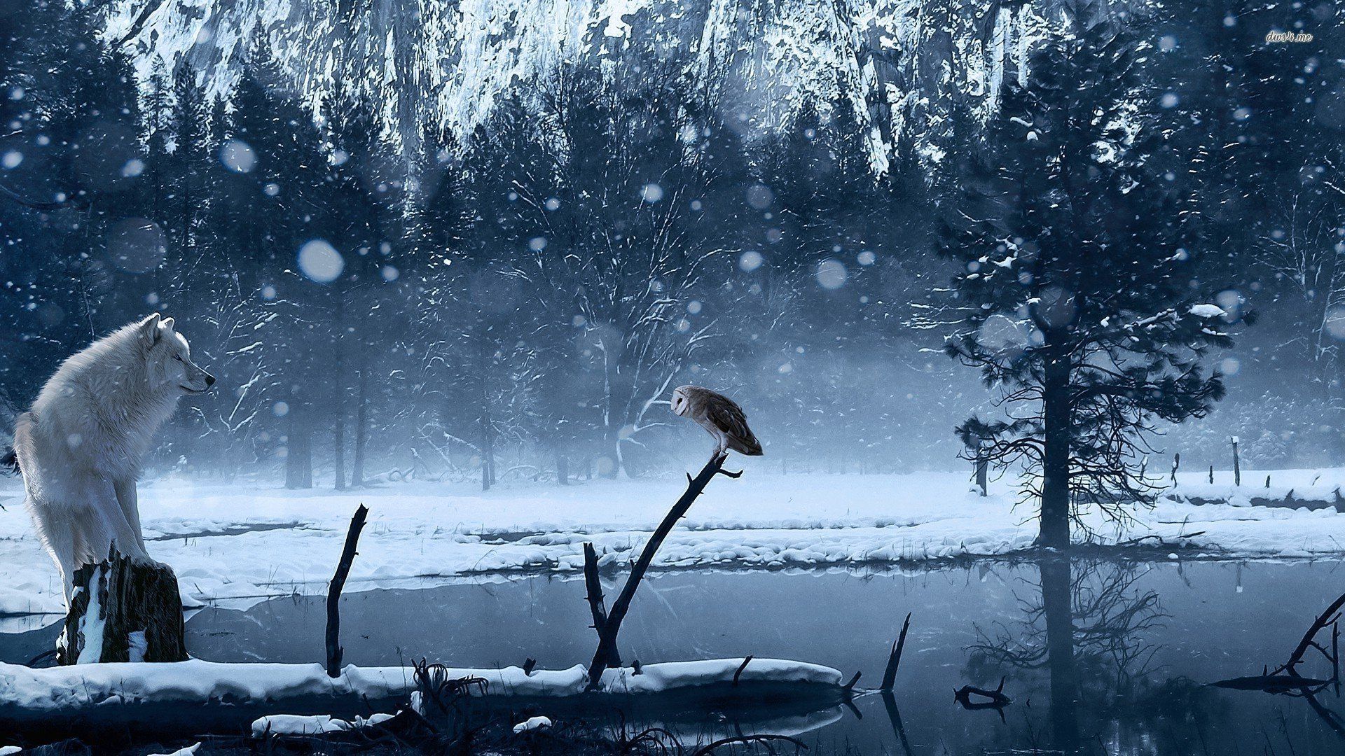 White Owl Black And White HD Desktop Wallpaper And Snow Owl