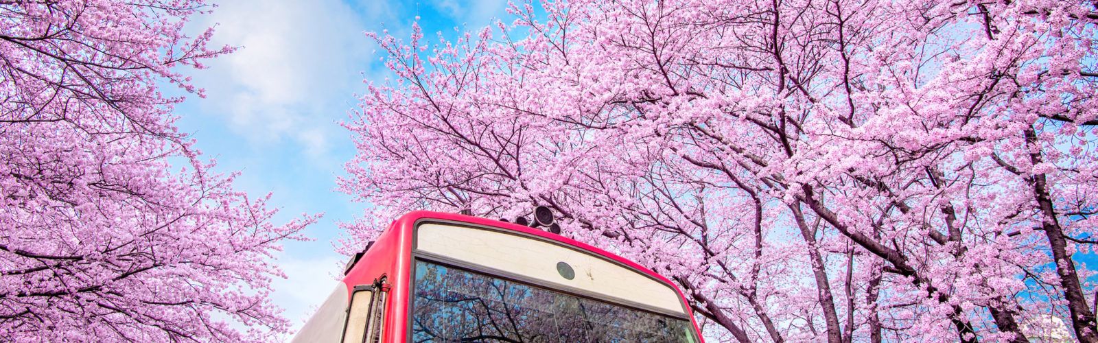 Cherry Blossoms in South Korea
