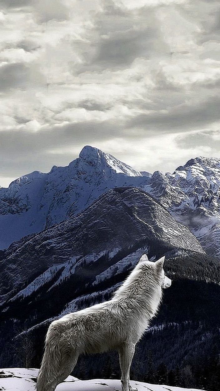 Wolf Snow IPhone Wallpaper Wallpaper.Pro