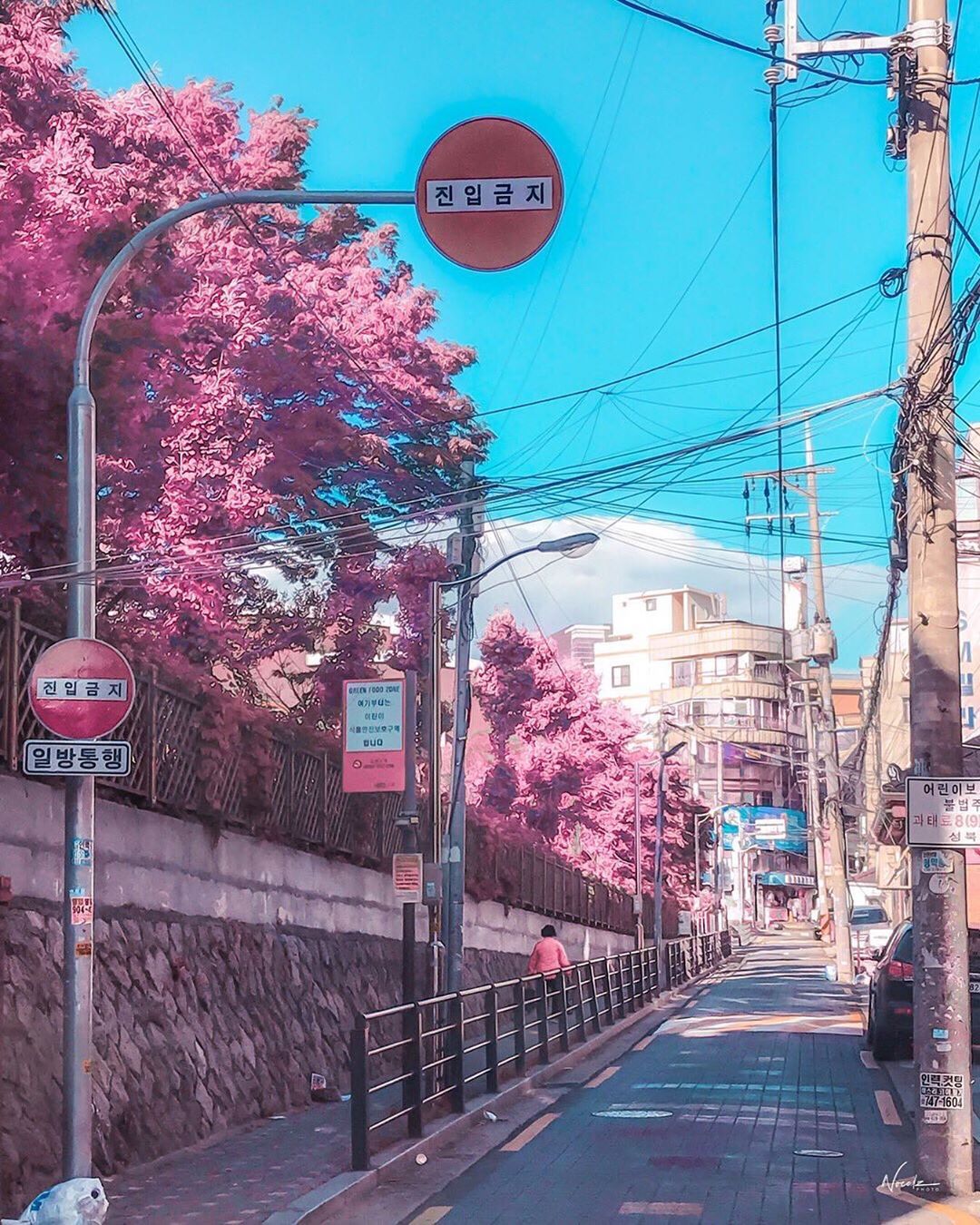 Aesthetic pinks around Seoul, South Korea taken during the spring