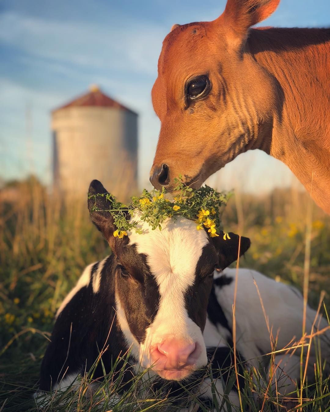 Steer Cow, Animal Wallpaper, Cow Wallpaper, Farm Animals, Cows And Sunflowers Wallpaper & Background Download