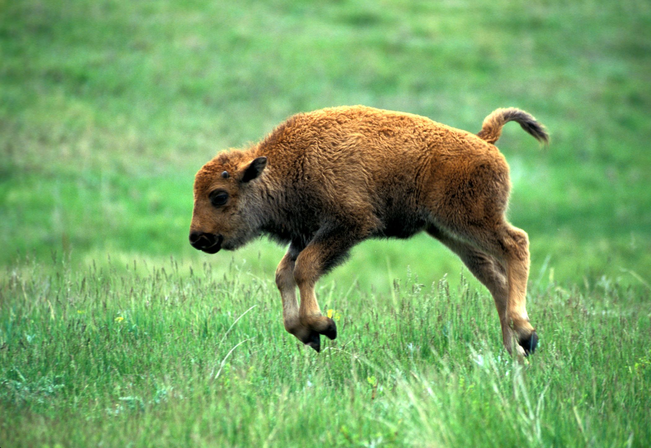Baby Bison. Baby wild animals, Baby bison, Baby buffalo