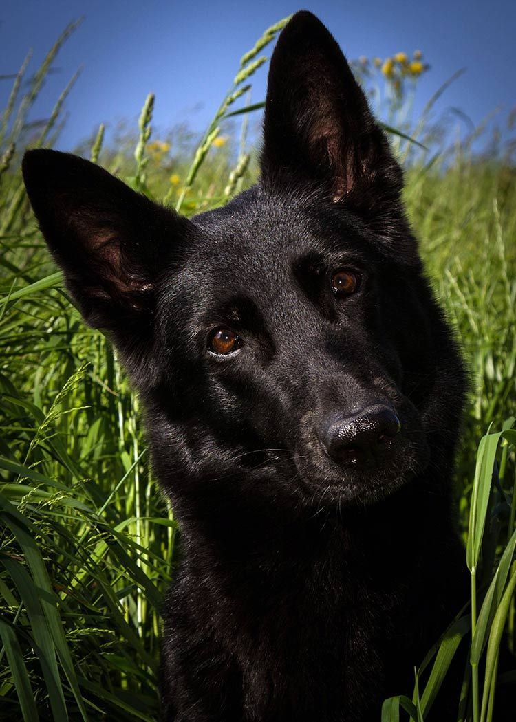 Black German Shepherd beautiful German Shepherd Dog with a jet