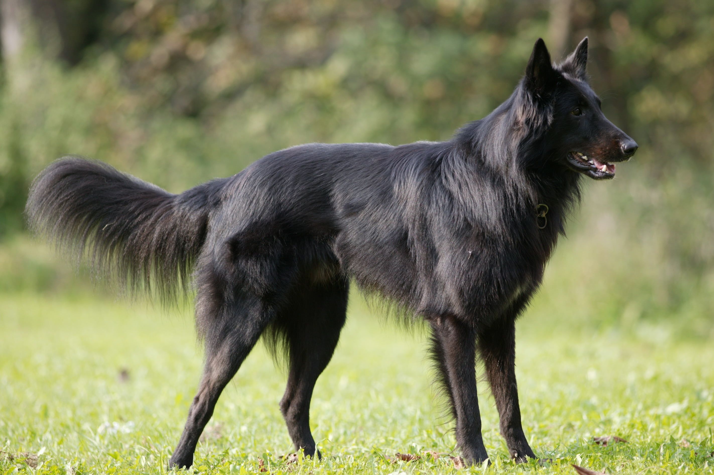 Black And Tan Double Coat Shepherd Dog HD Wallpaper