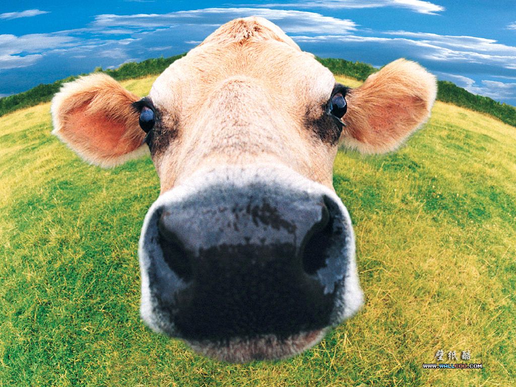Baby Cow Wallpaper Free Baby Cow Background