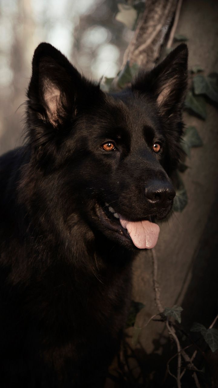 German shepherd, dog, pet animal, black, 720x1280 wallpaper