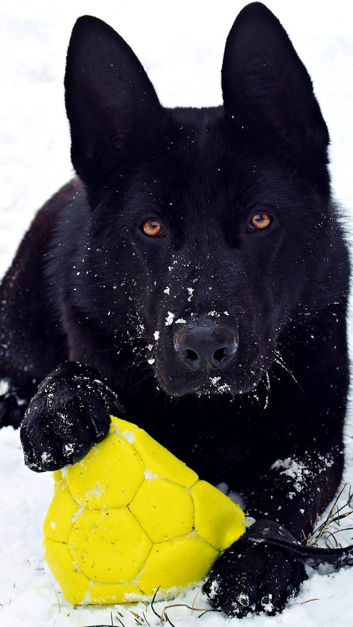 German shepherd, black dog, play, mood, 720x1280 wallpaper
