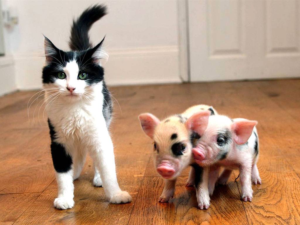 Free download What are these a new type of cat Baby Farm Animals
