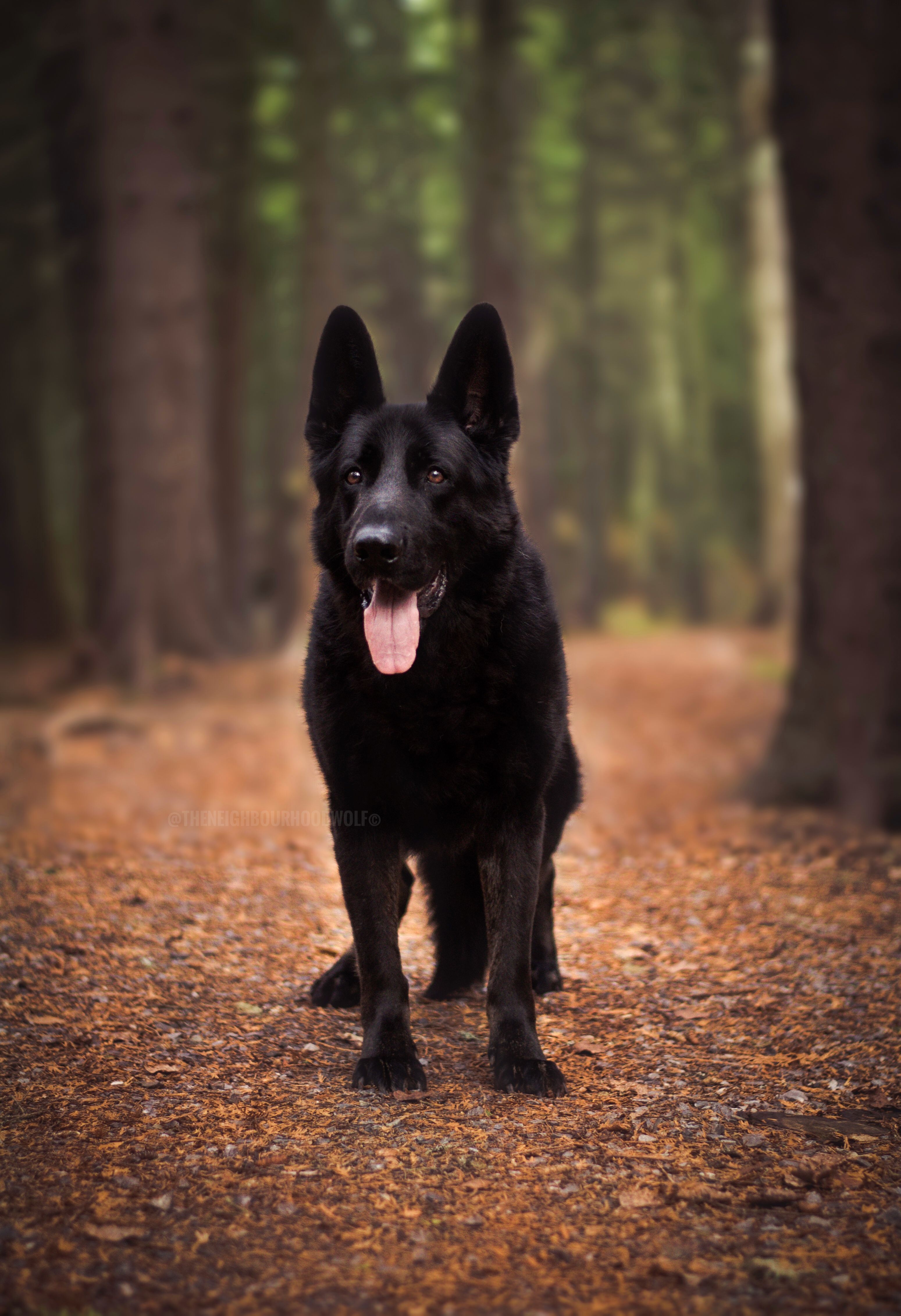 Gorgeous black German Shepherd ❣. German shepherd dogs, Shepherd