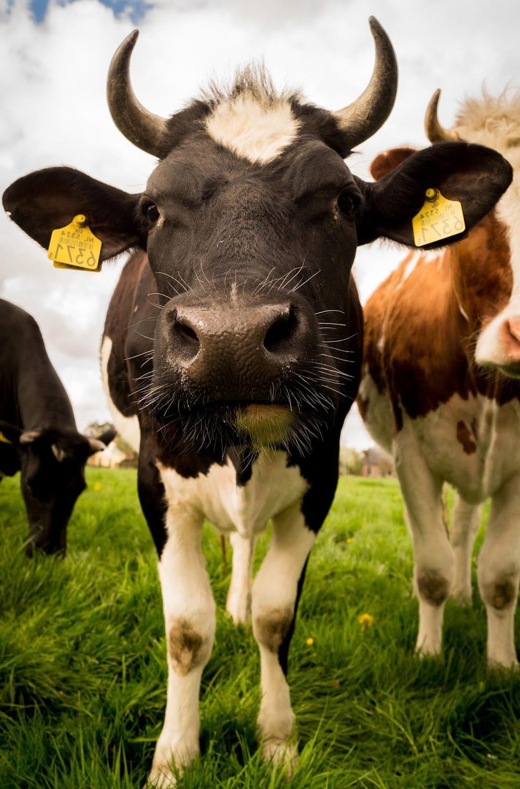 Aggregate more than 53 cow iphone wallpaper best  incdgdbentre