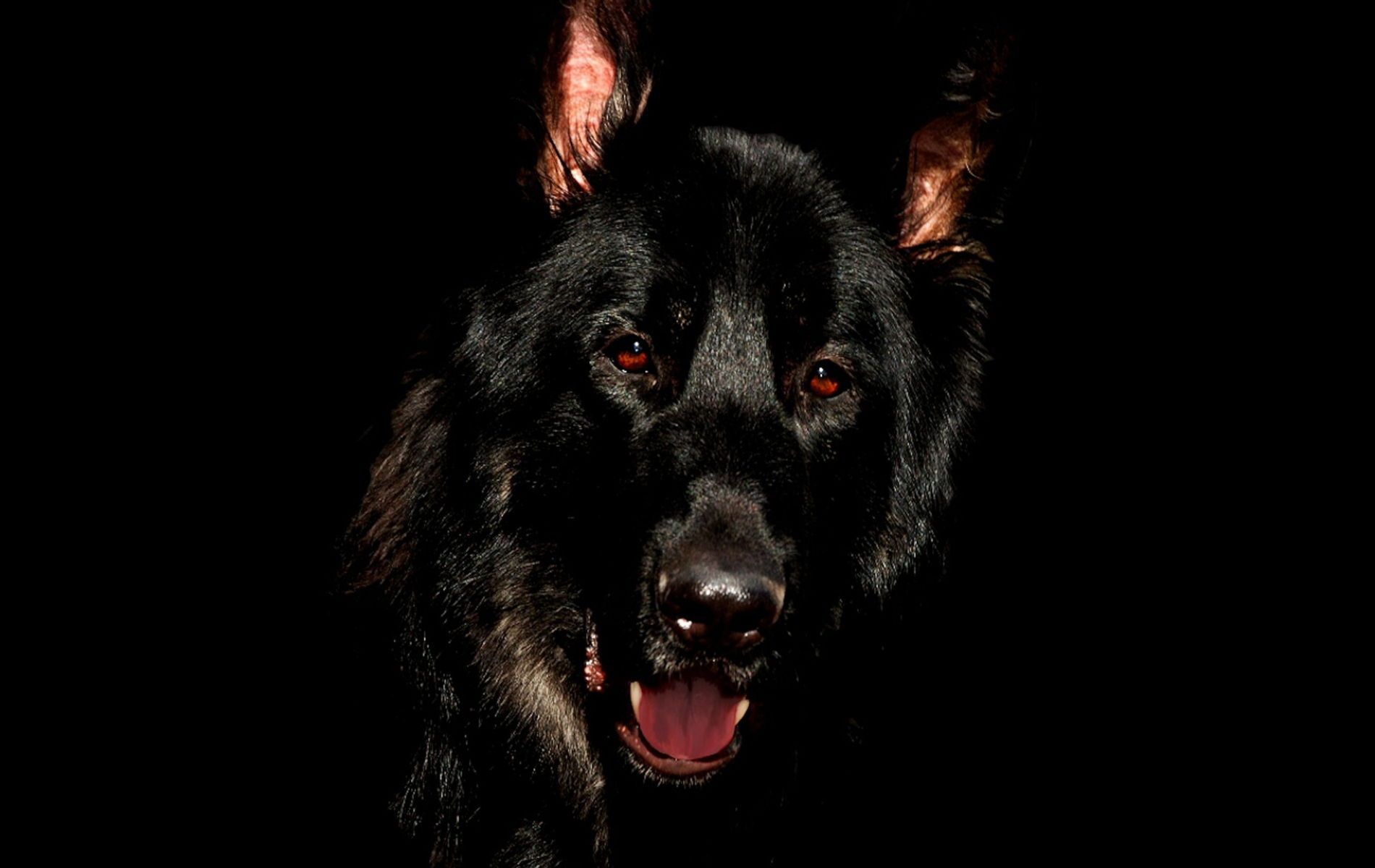 Jet Black German Shepherd Wallpapers Wallpaper Cave