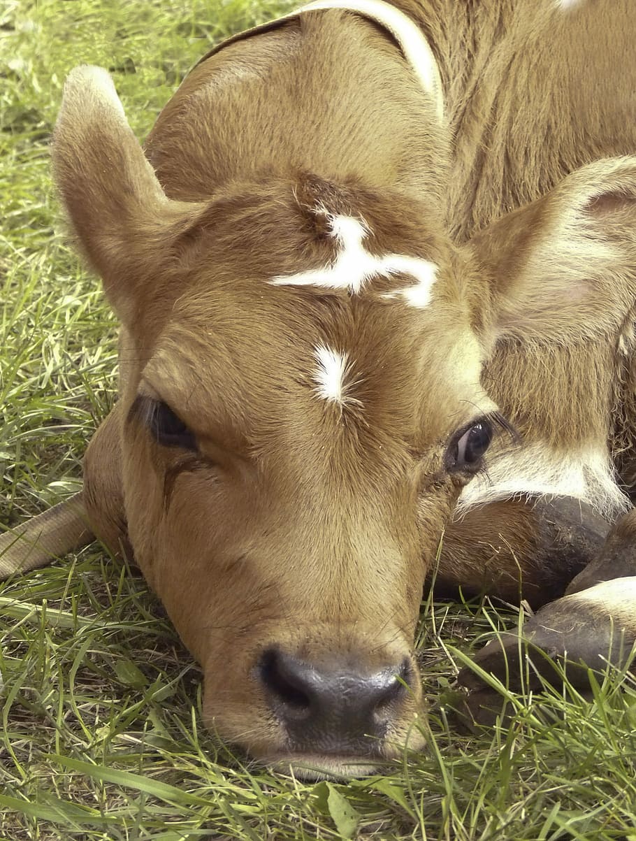 HD wallpaper: Calf, Farm Animal, Animal, Farm, Cute, Cattle, cow, baby, adorable