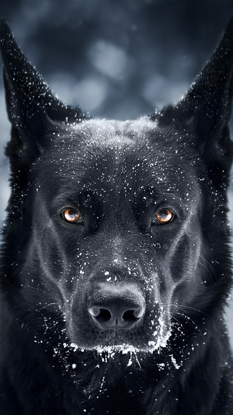 German Shepherd Apple IPhone 6 (750x1334) Wallpaper