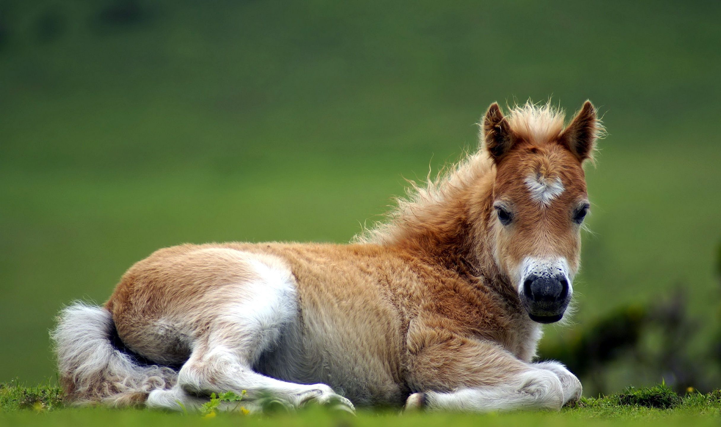 Cute Baby Horse Animals Wallpaper & Background