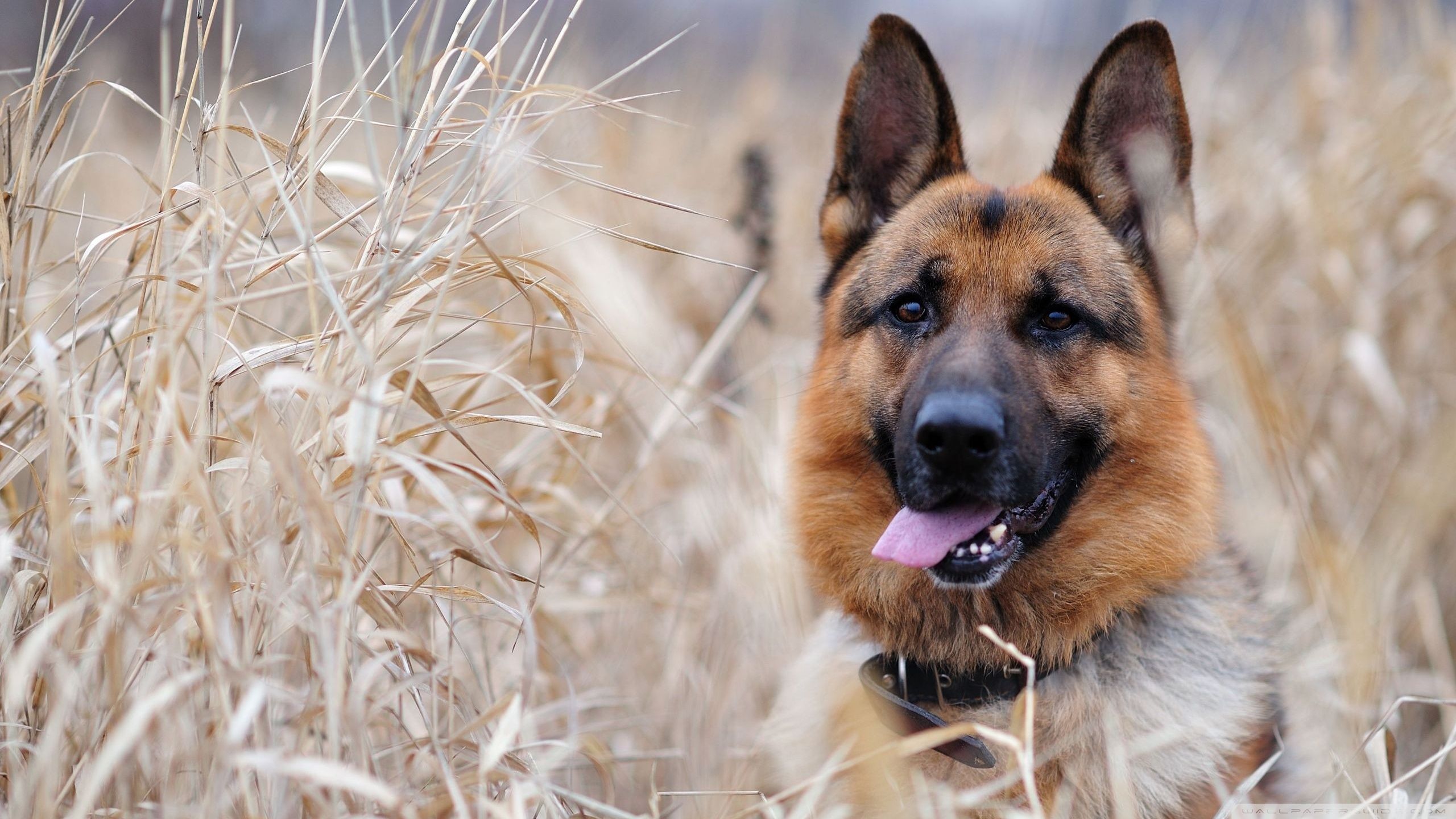 German Shepherd Ultra HD Desktop Background Wallpaper for 4K UHD