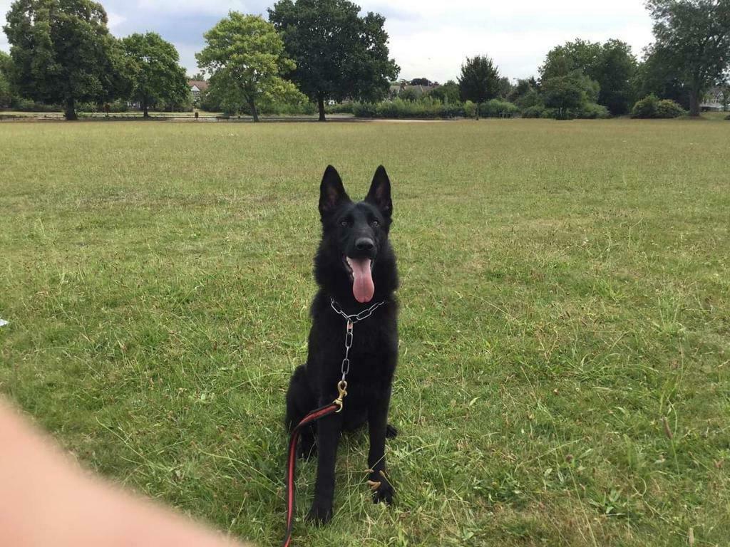 German shepherd. in Heathrow, London