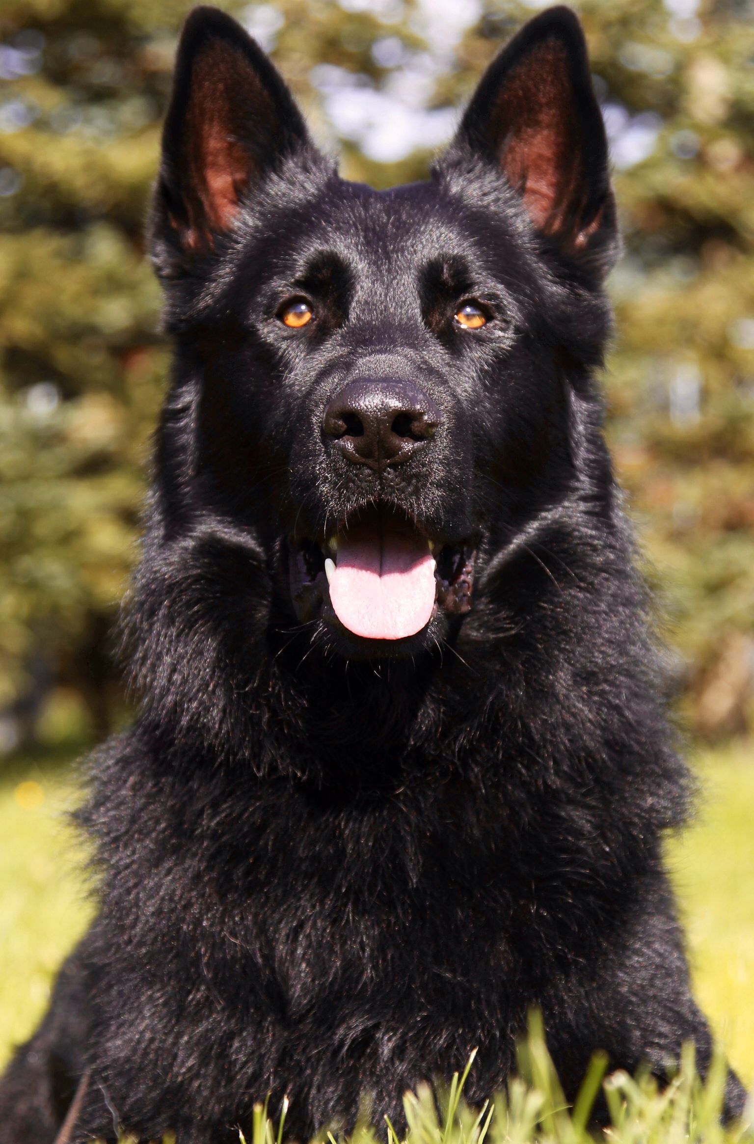 Jet Black German Shepherd Wallpapers - Wallpaper Cave