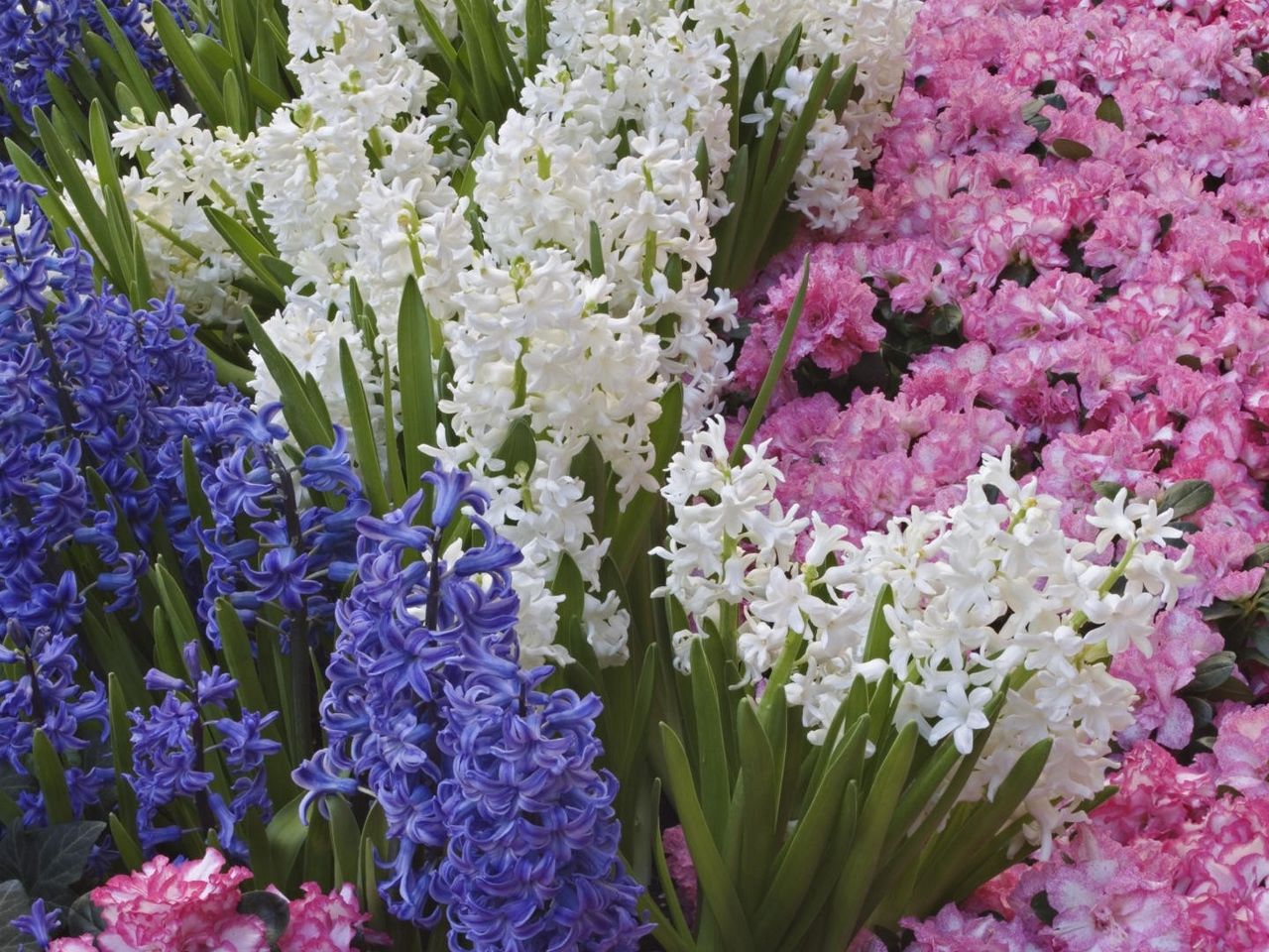 Download wallpaper 1280x960 hyacinths, flowers, spring, bed