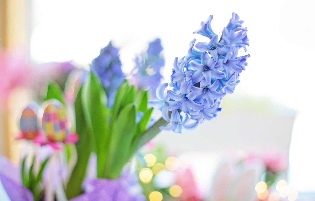 Wallpaper flower, spring, hyacinth image for desktop, section