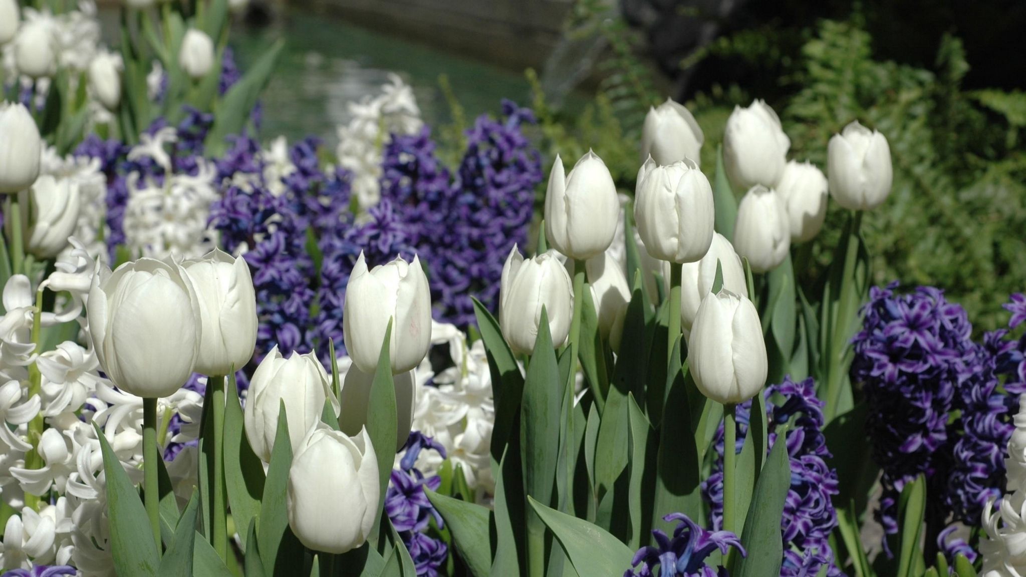 Download wallpaper 2048x1152 tulips, white, hyacinths, flowers