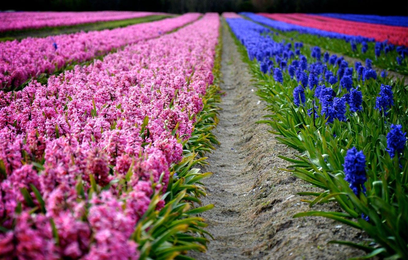 Wallpaper flowers, spring, purple, pink, the ranks, plantation