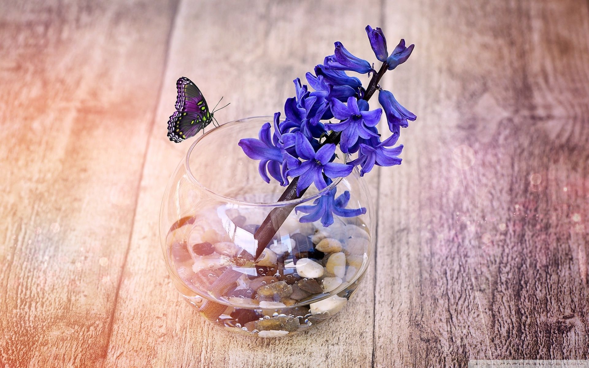 A Spring Hyacinth Flower In Glass Vase Ultra HD Desktop Background