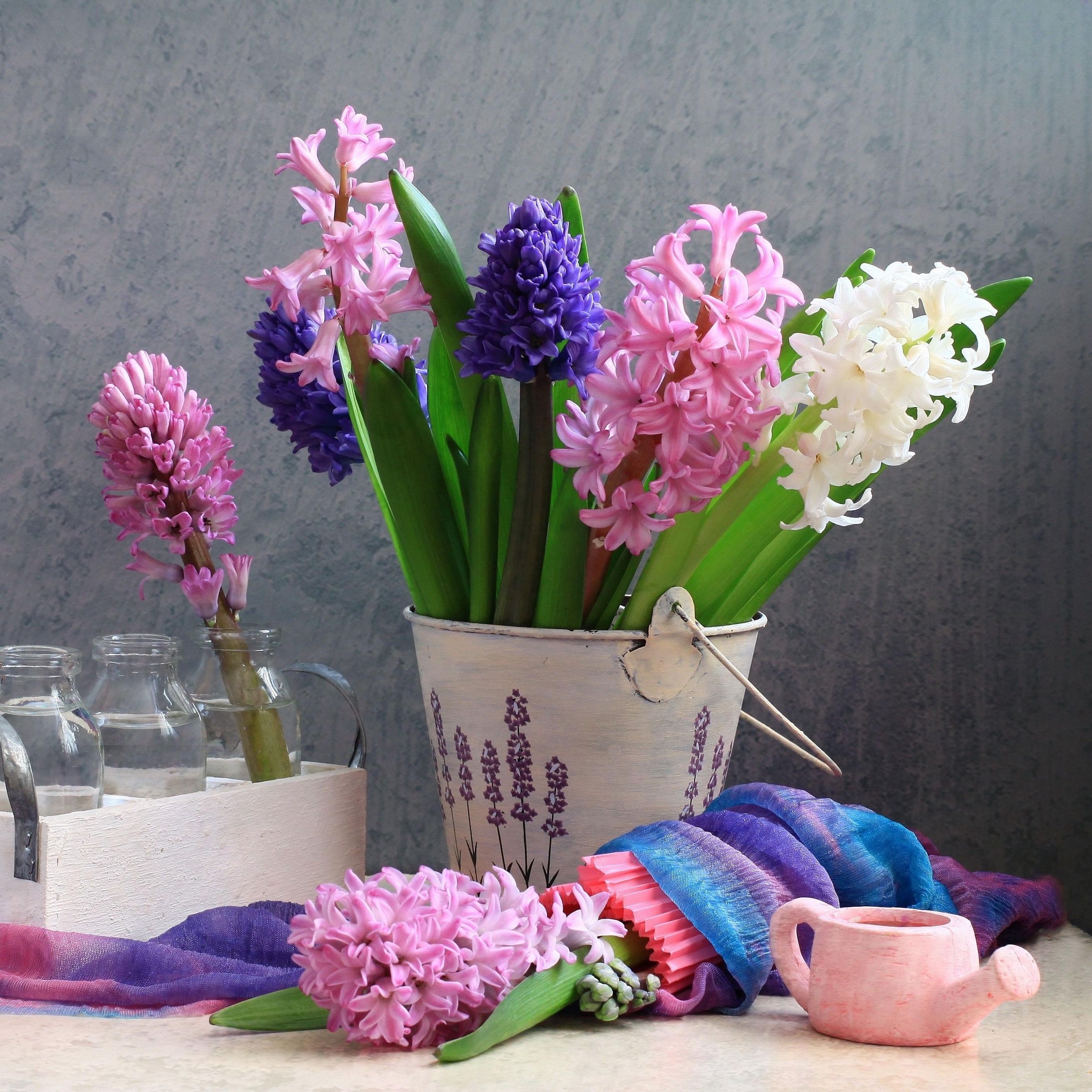 Download wallpaper 2780x2780 hyacinths, flower, spring, bucket