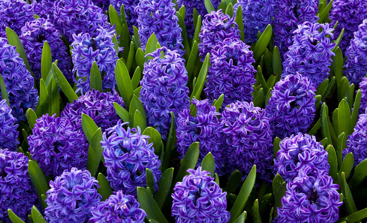 Hyacinths Background. Hyacinths