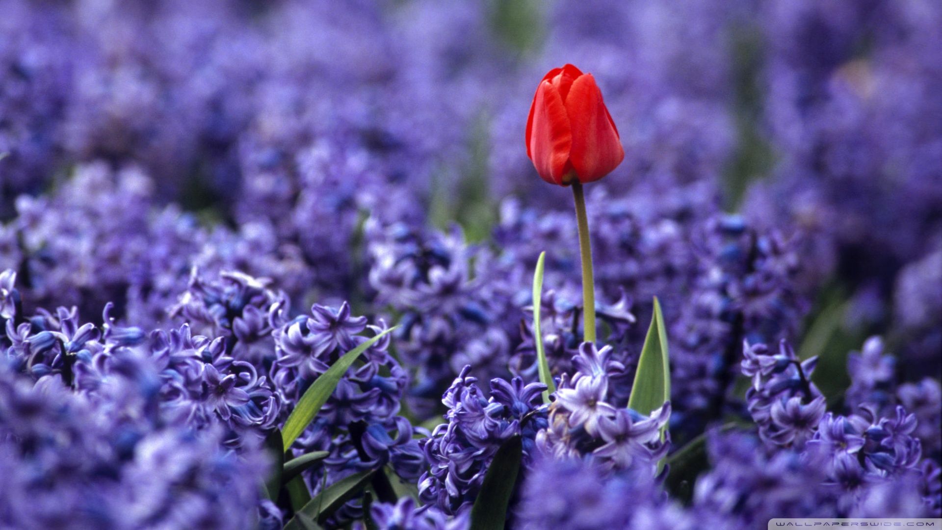 Download Red Tulip And Hyacinths Wallpaper 1920x1080
