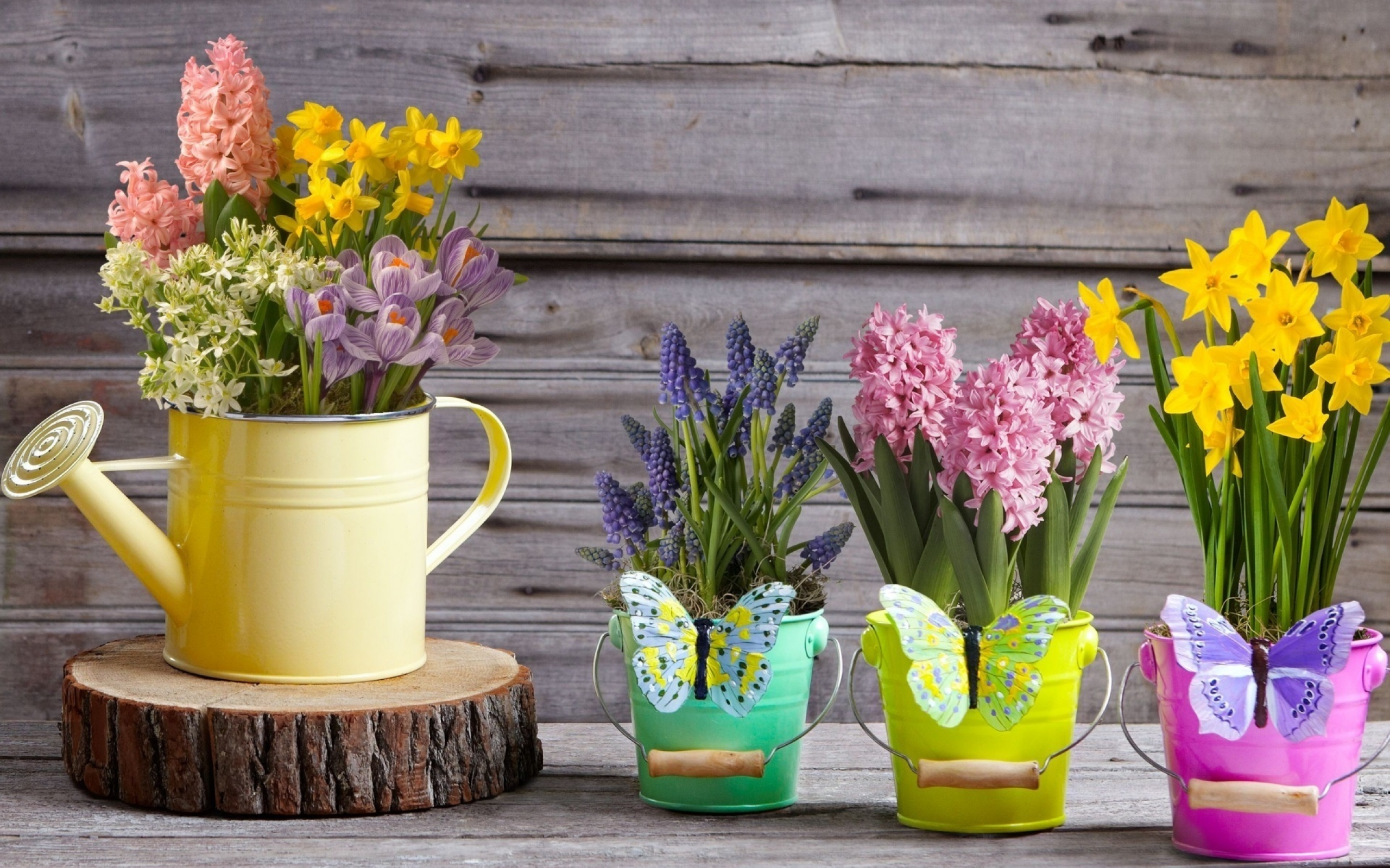 Download 2560x1600 watering can, daffodil, hyacinth, muscari