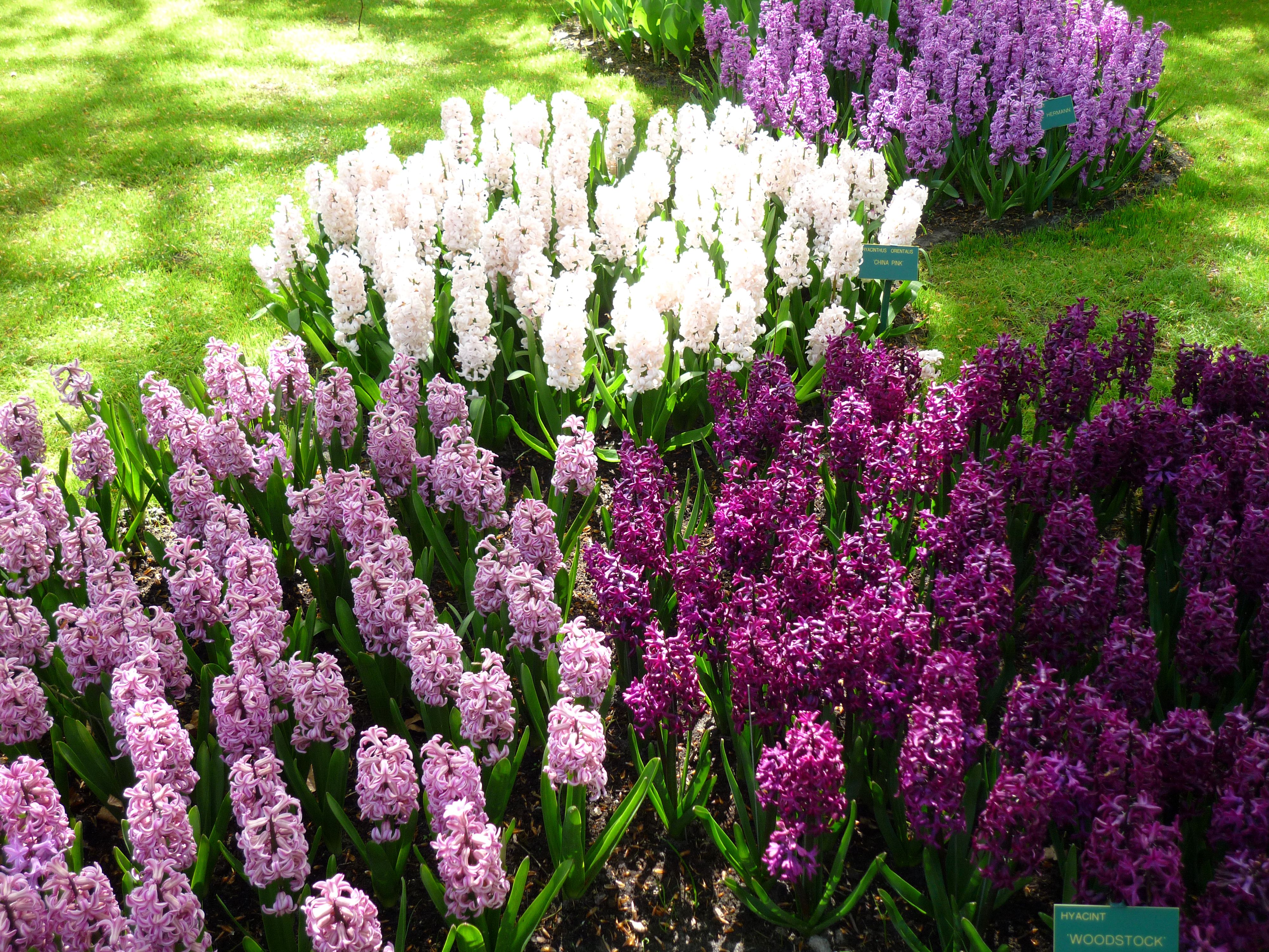 Hyacinths in the Park 4k Ultra HD Wallpaper. Background Image