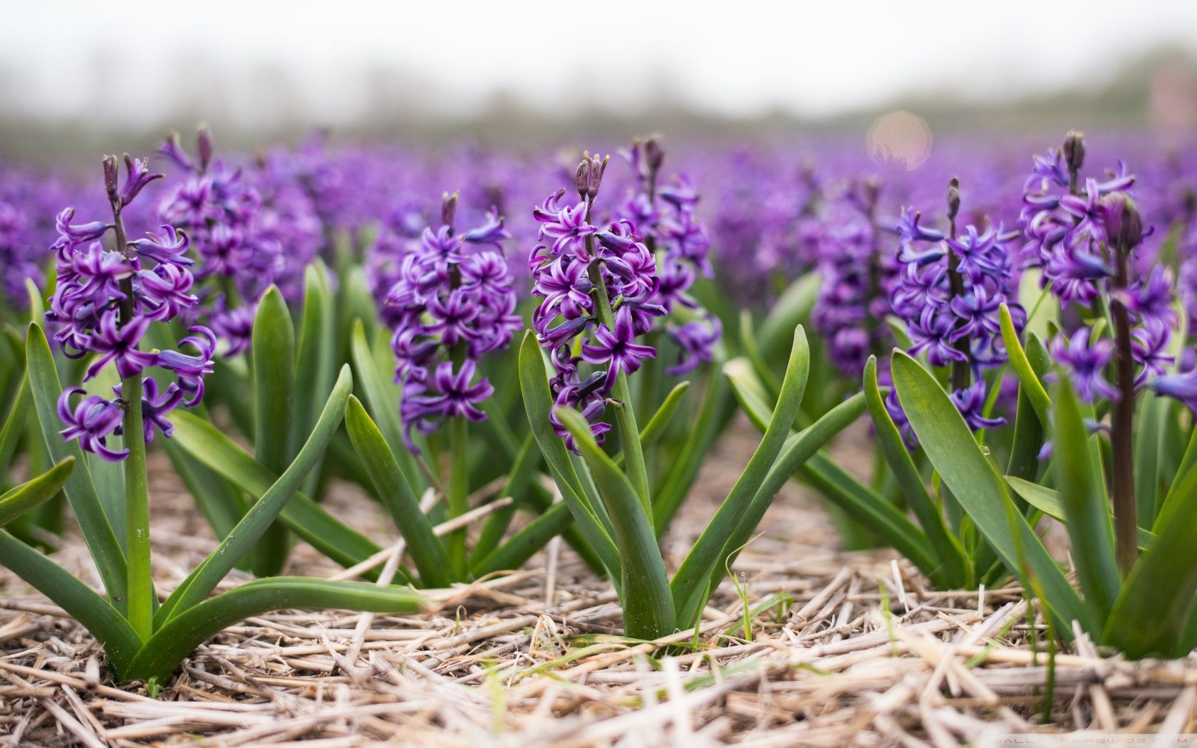 Spring Hyacinths Ultra HD Desktop Background Wallpaper for 4K UHD