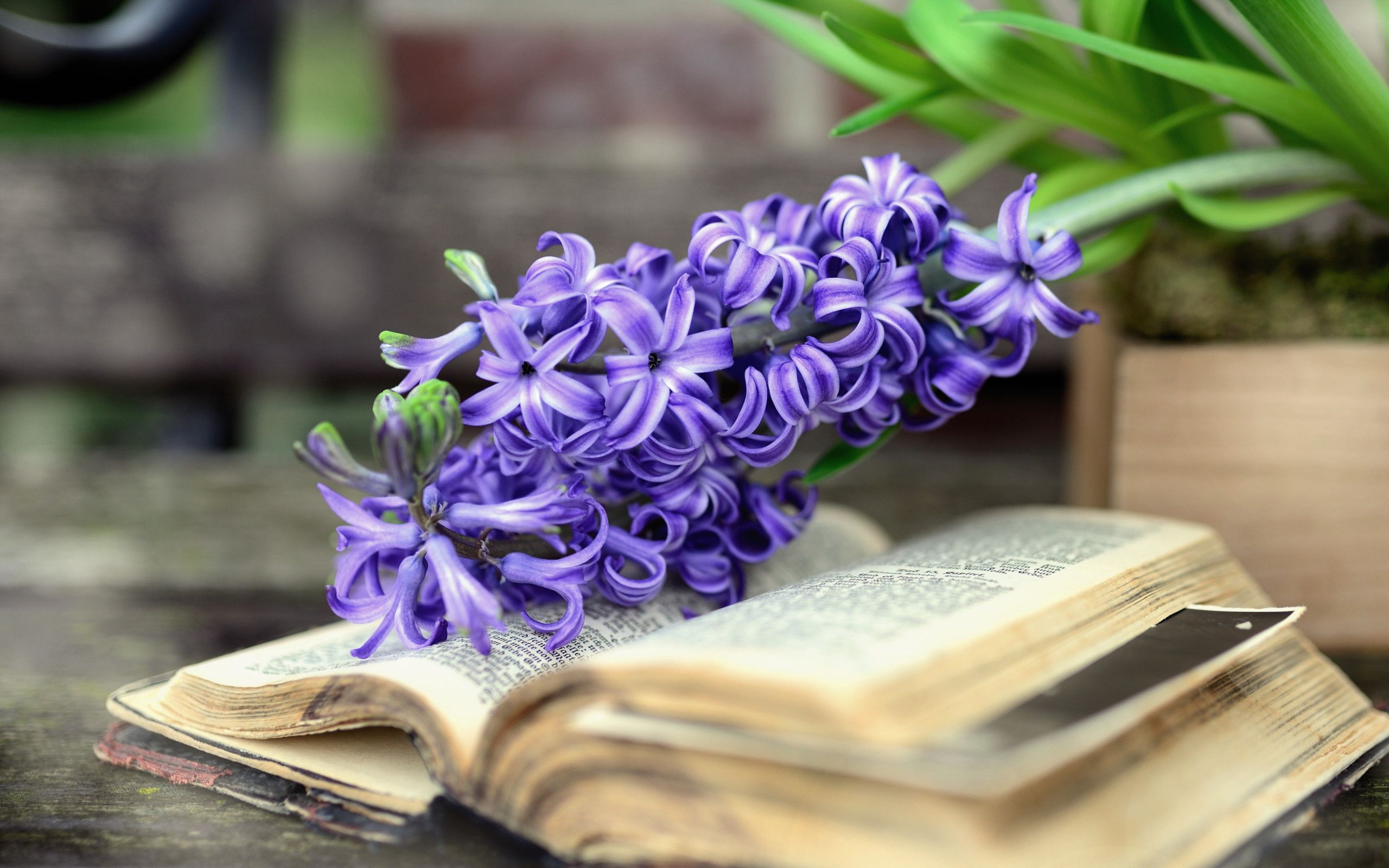 Download wallpaper: Hyacinth Spring flowers 2560x1600