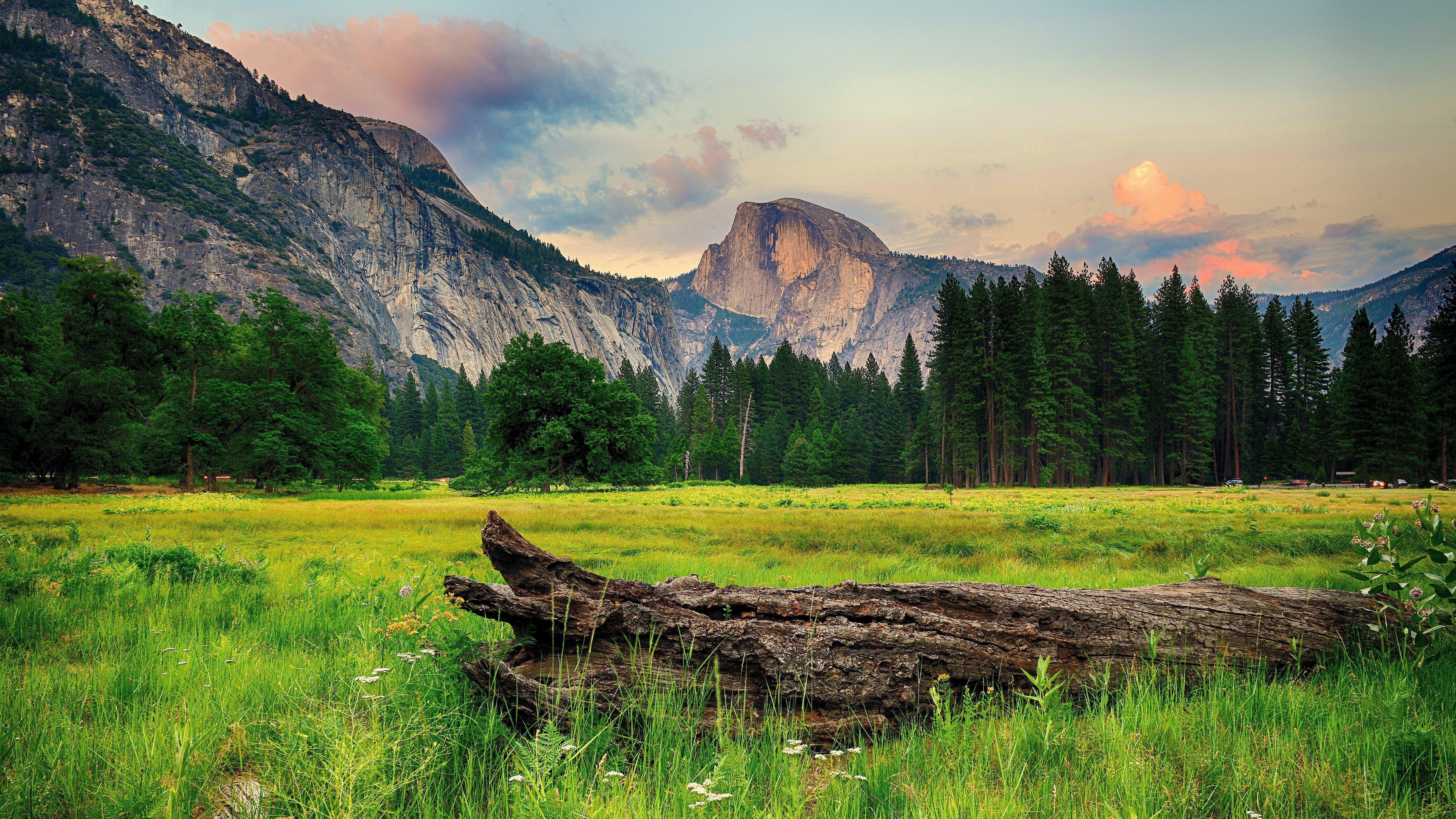 ultra HD wallpaper 8k resolution 7680x4320 nature. Landscape wallpaper, Tree landscape wallpaper, Yosemite wallpaper