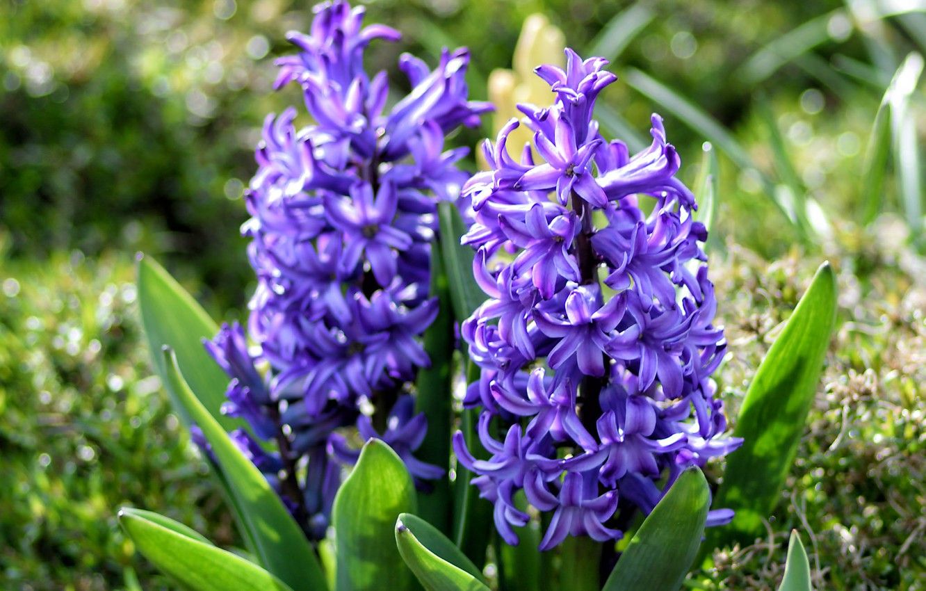 Wallpaper purple, spring, hyacinths image for desktop, section