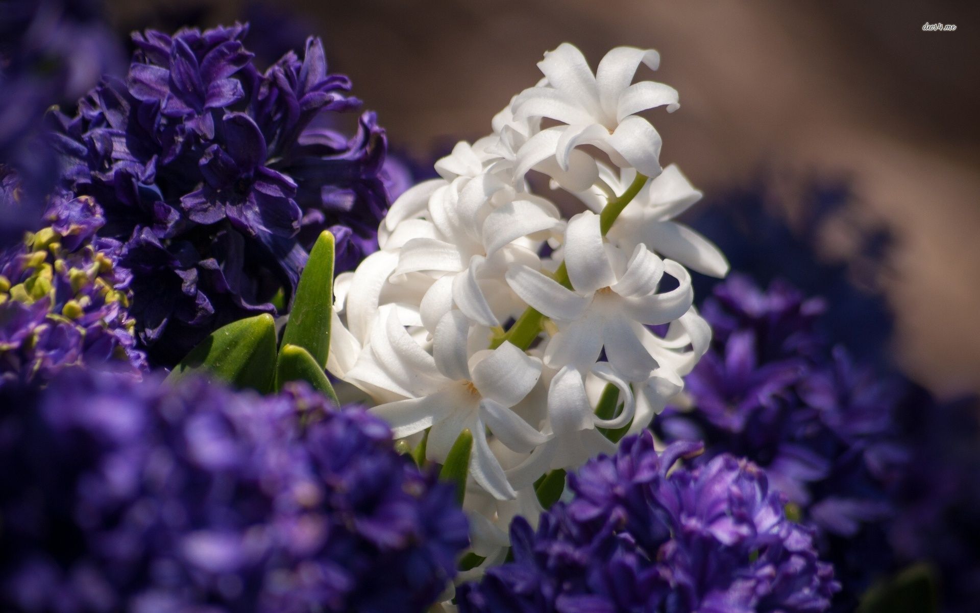 Spring Hyacinths Wallpapers - Wallpaper Cave