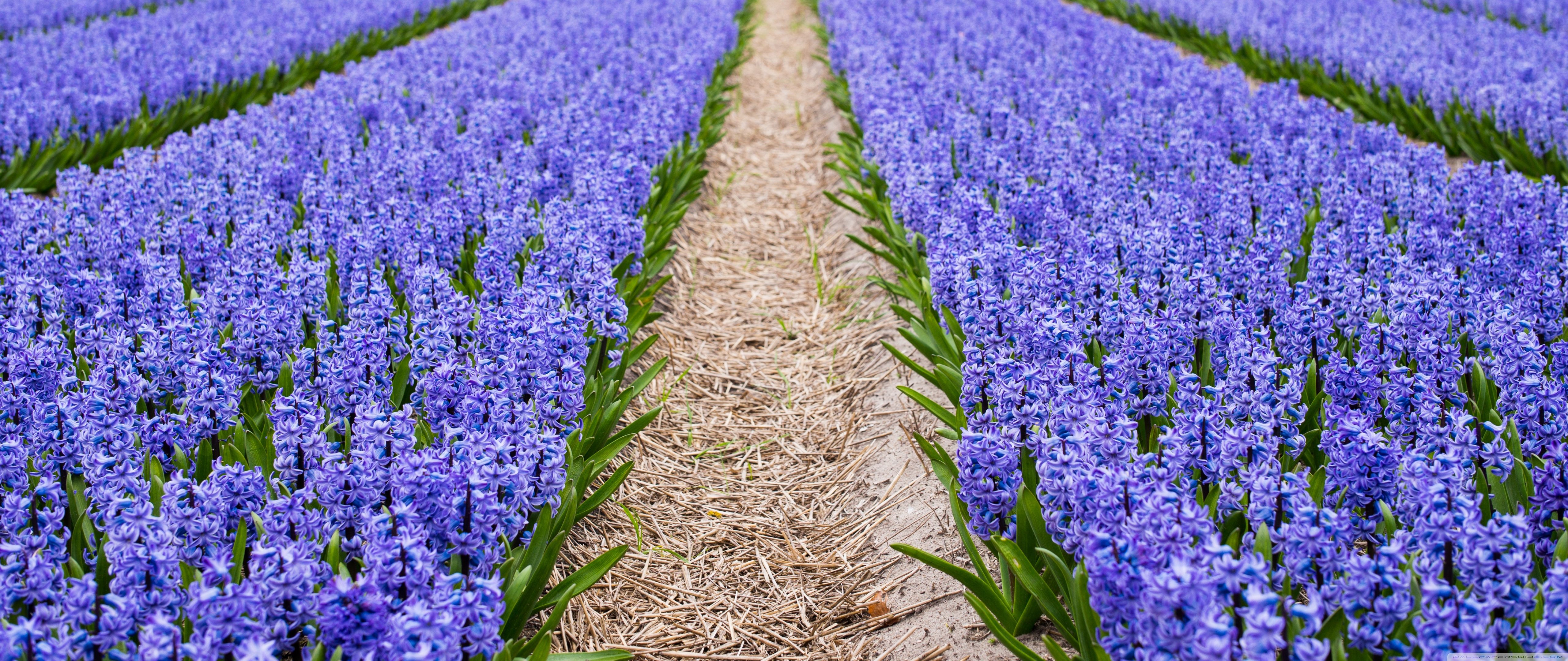 Blue Hyacinth Field, Spring Ultra HD Desktop Background Wallpaper