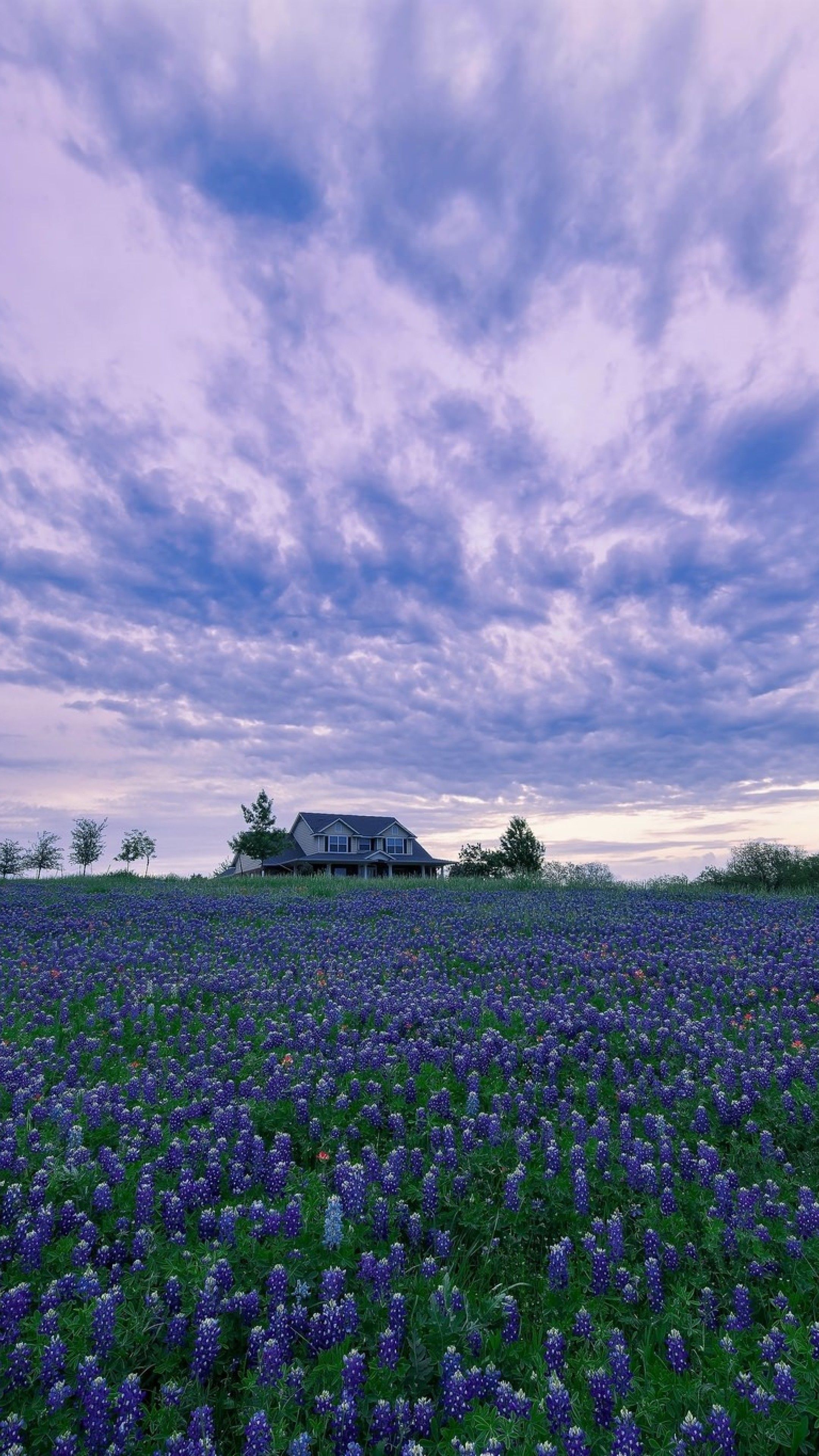 House In Purple Flower Hyacinth Field Sony Xperia X, XZ
