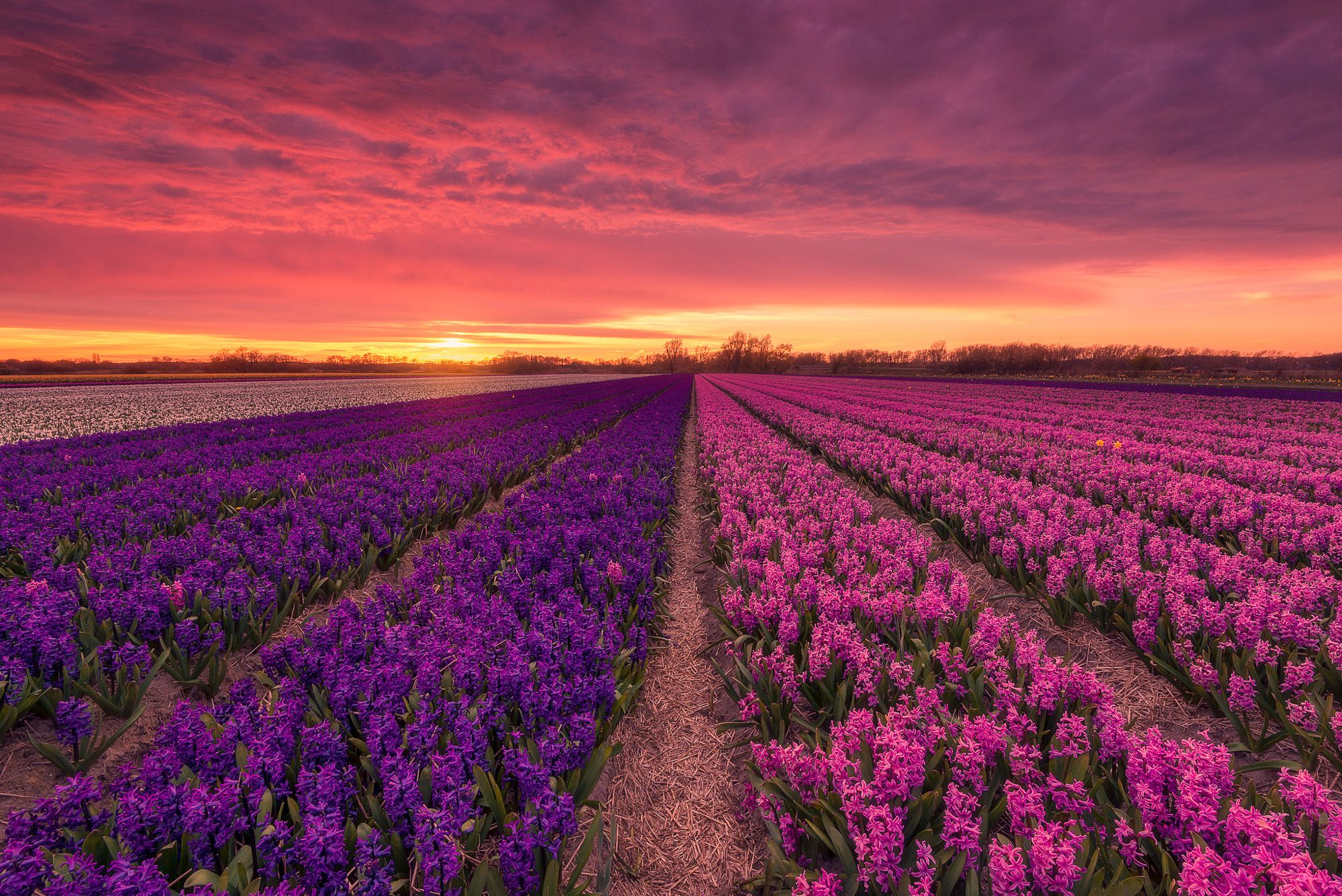 Field of Hyacinths HD Wallpaper. Background Imagex1335