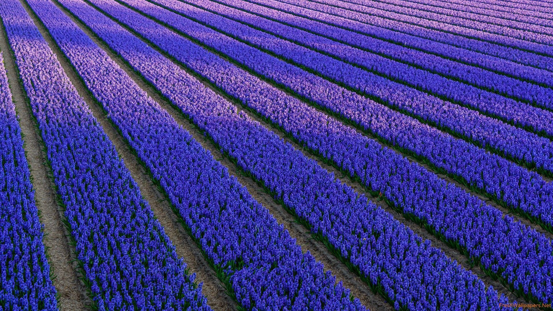 Dutch Hyacinth Field of Blue Flowers wallpaper
