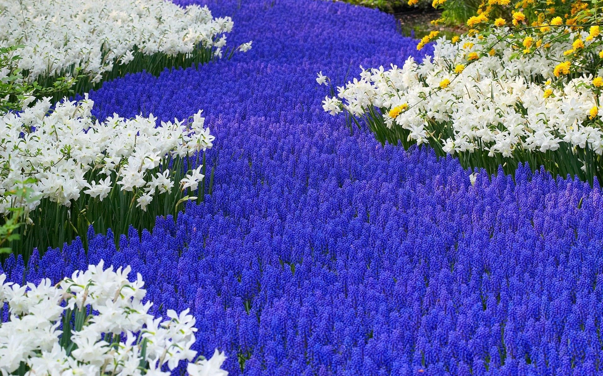 Grape Hyacinths And Daffodils Keukenhof Gardens Lisse Holland