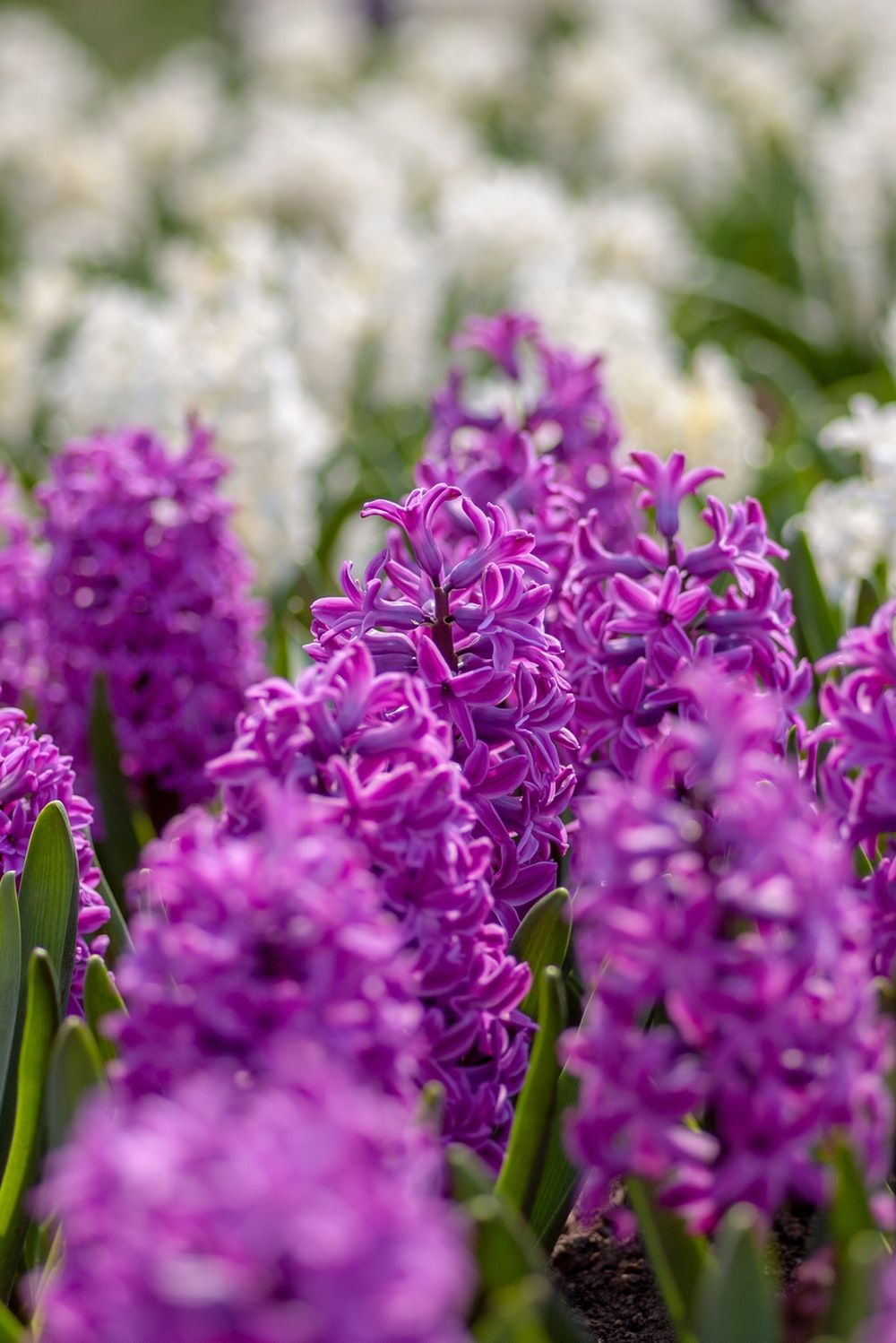 Purple Hyacinth Field Spring Wallpapers - Wallpaper Cave