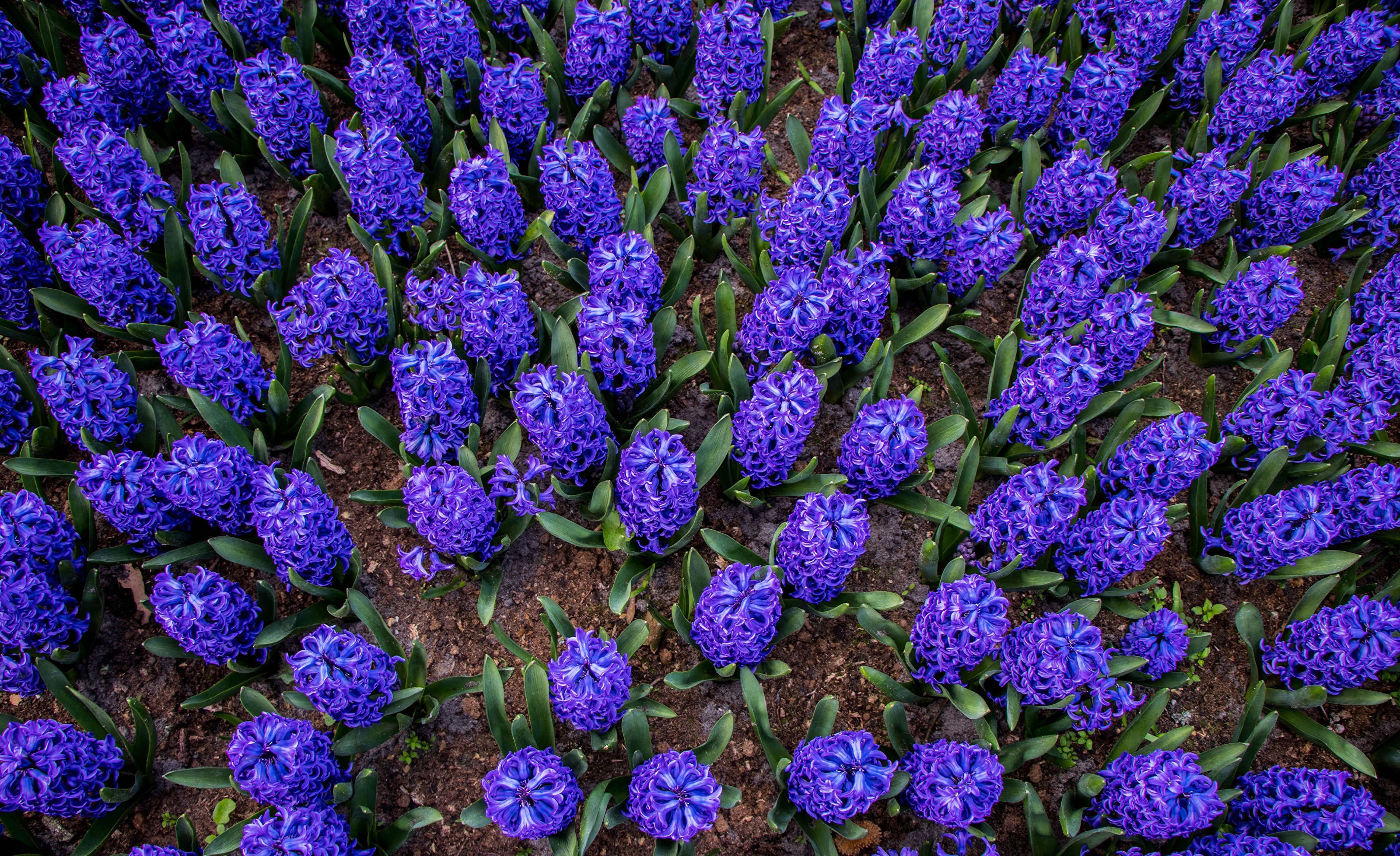 Purple Hyacinths 4k Ultra HD Wallpaper. Background Image
