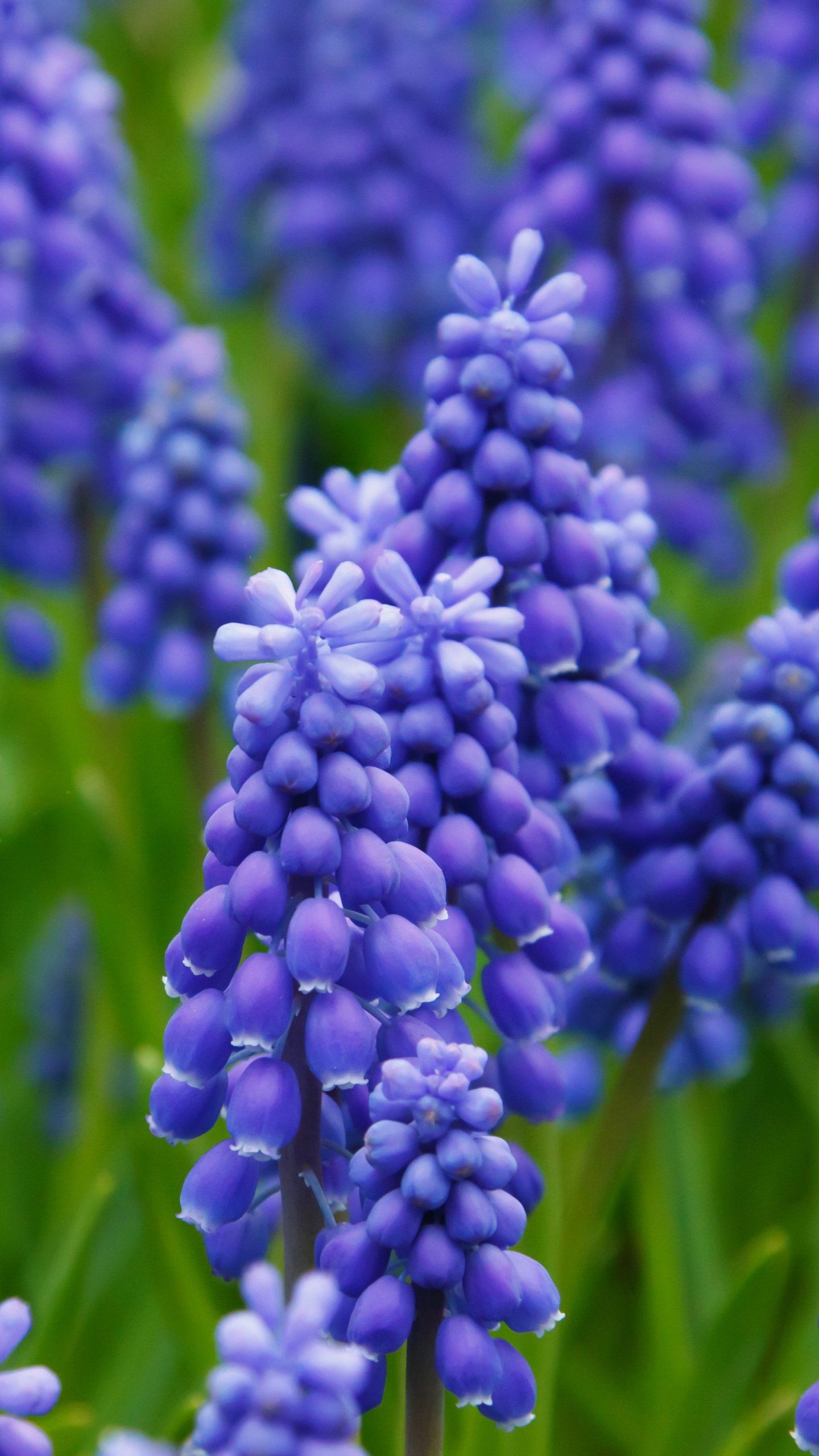 Grape Hyacinth Wallpaper, Android & Desktop Background