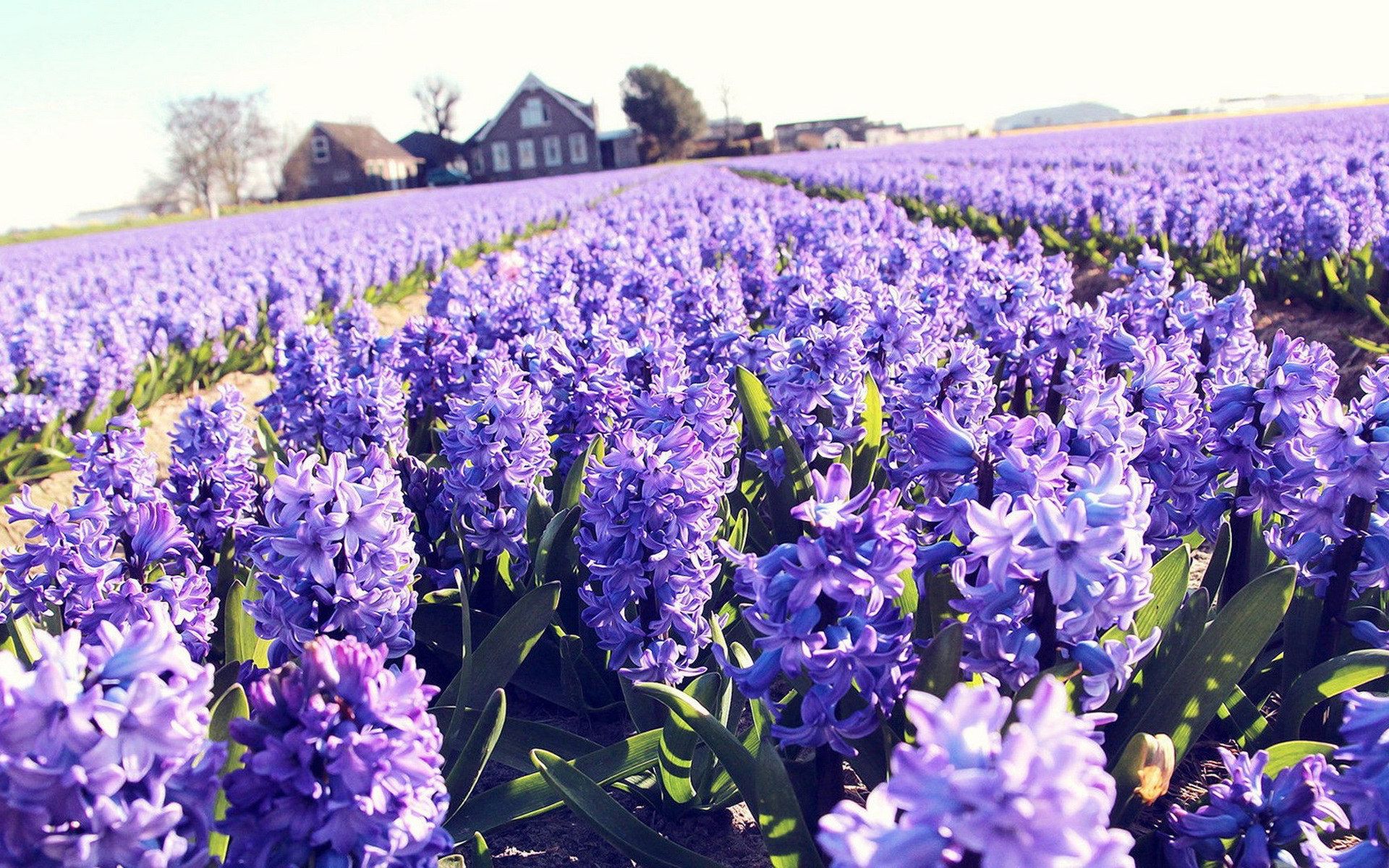 Ocean Of Flowers Purple Hyacinth