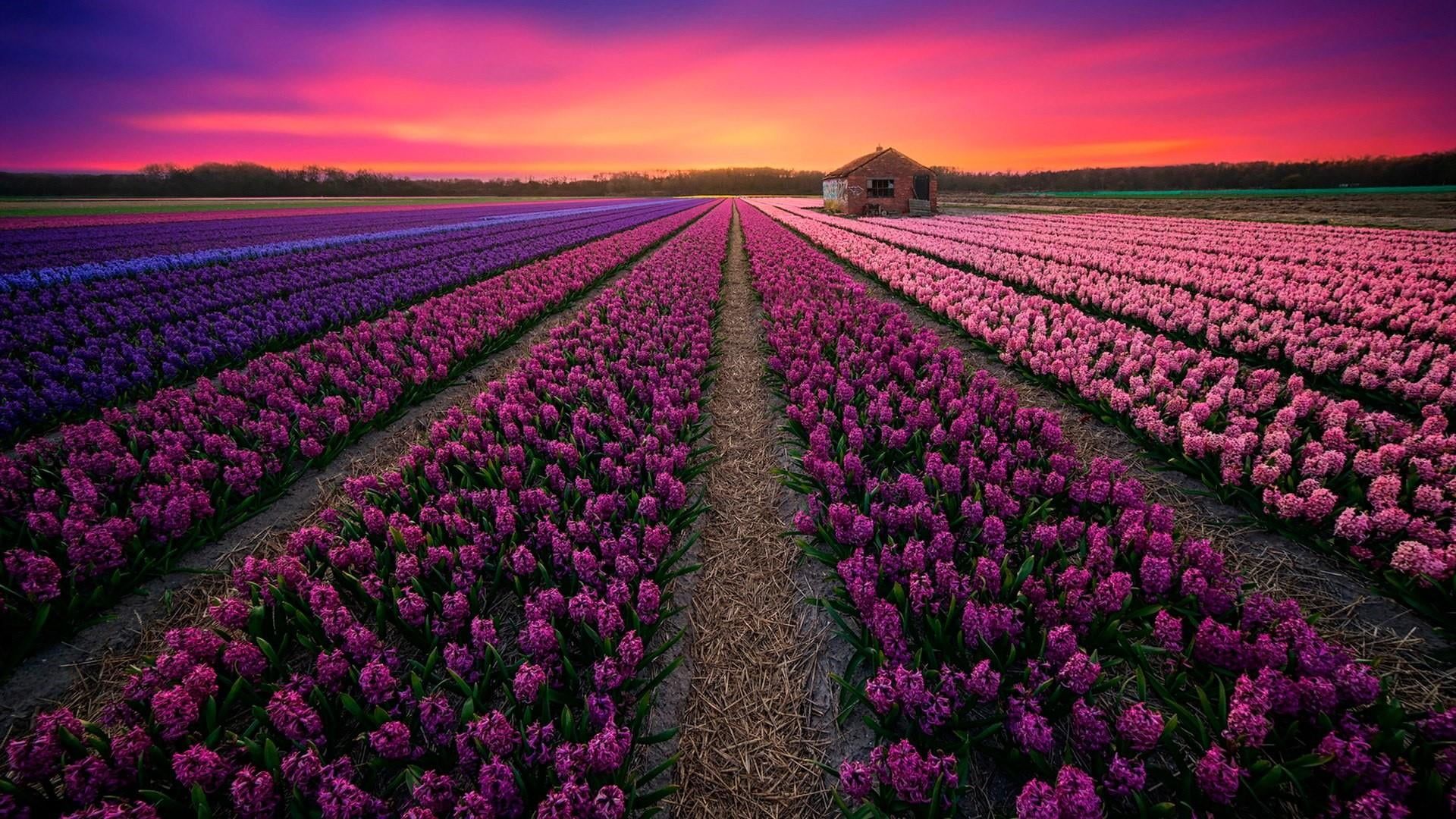 pink hyacinth flowers HD wallpaper free download