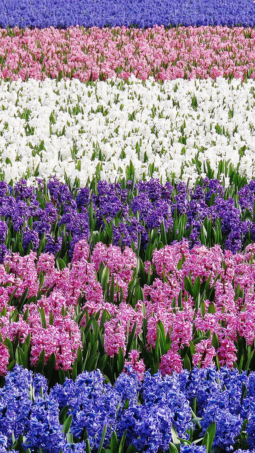 image Multicolor Fields Flowers Hyacinths Many 1080x1920