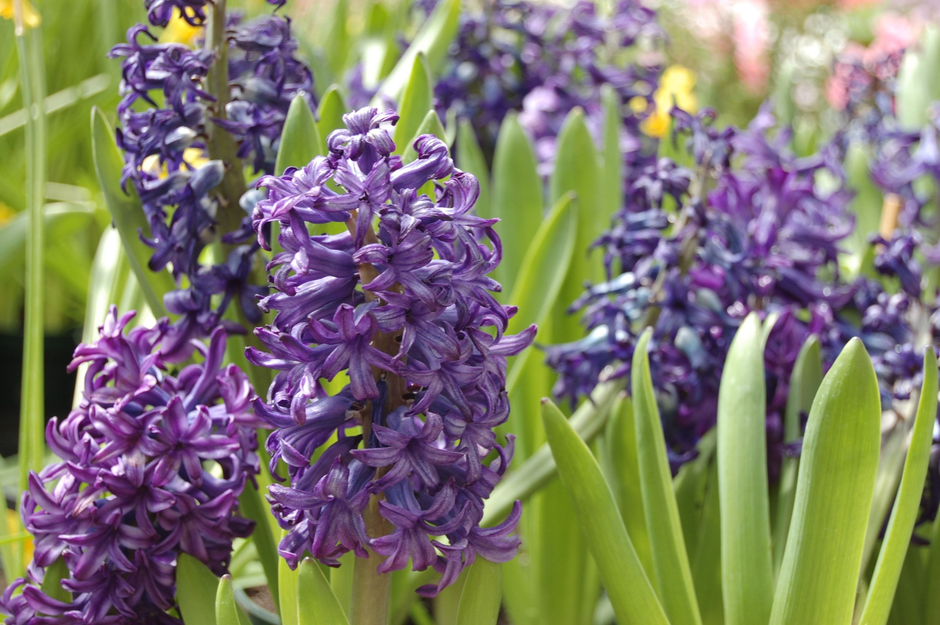 purple hyacinth flower free image
